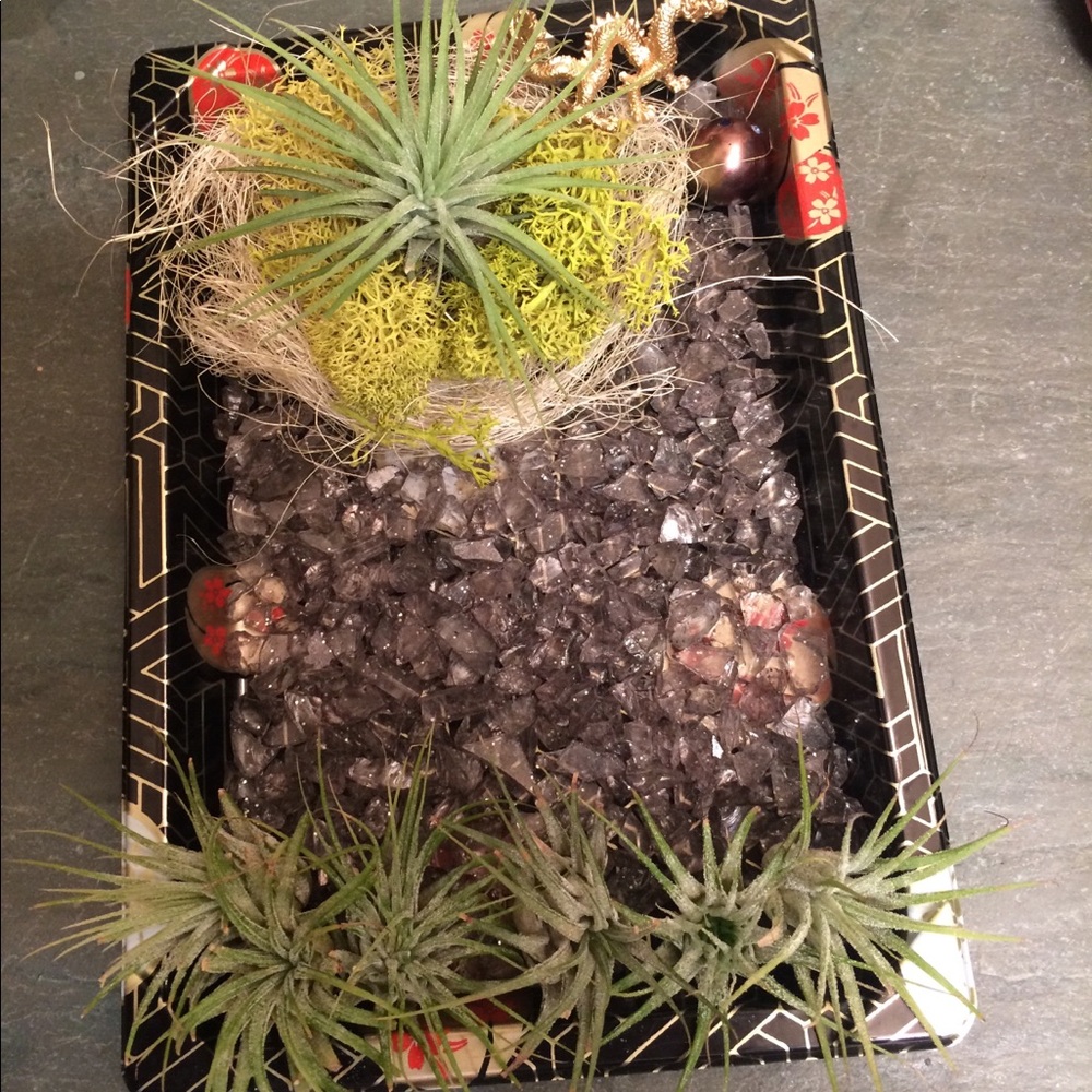 Airplant display